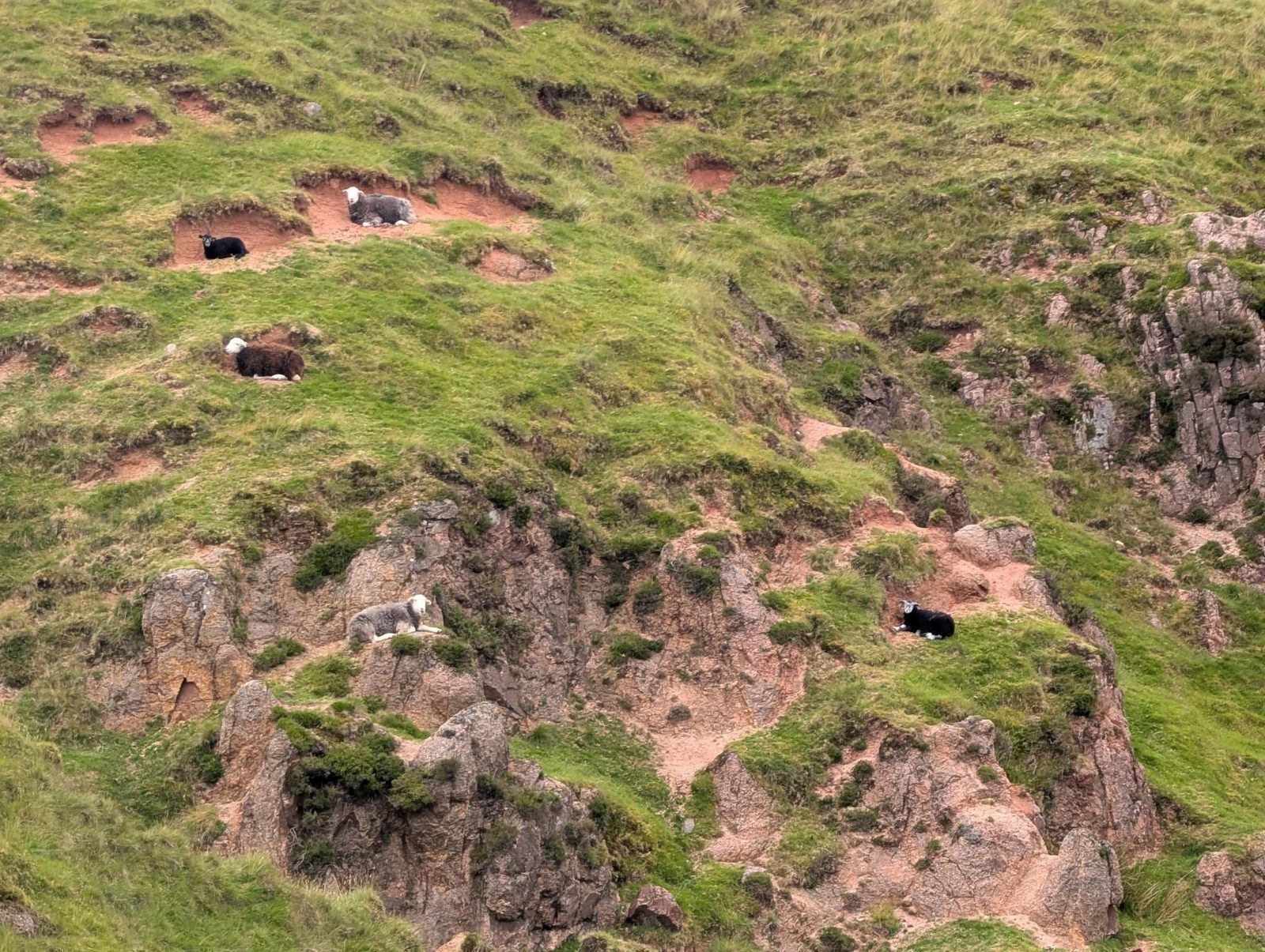 Sheep resting in hollows on a steep grassy slope broken by outcrops of pinkish rock and bare red earth.