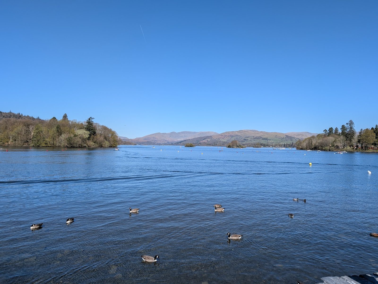 Canada geese on Windermere from the shore at Bowness, wooded headlands on either side, boats and buoys on the water and fells on the horizon under a cloudless sky