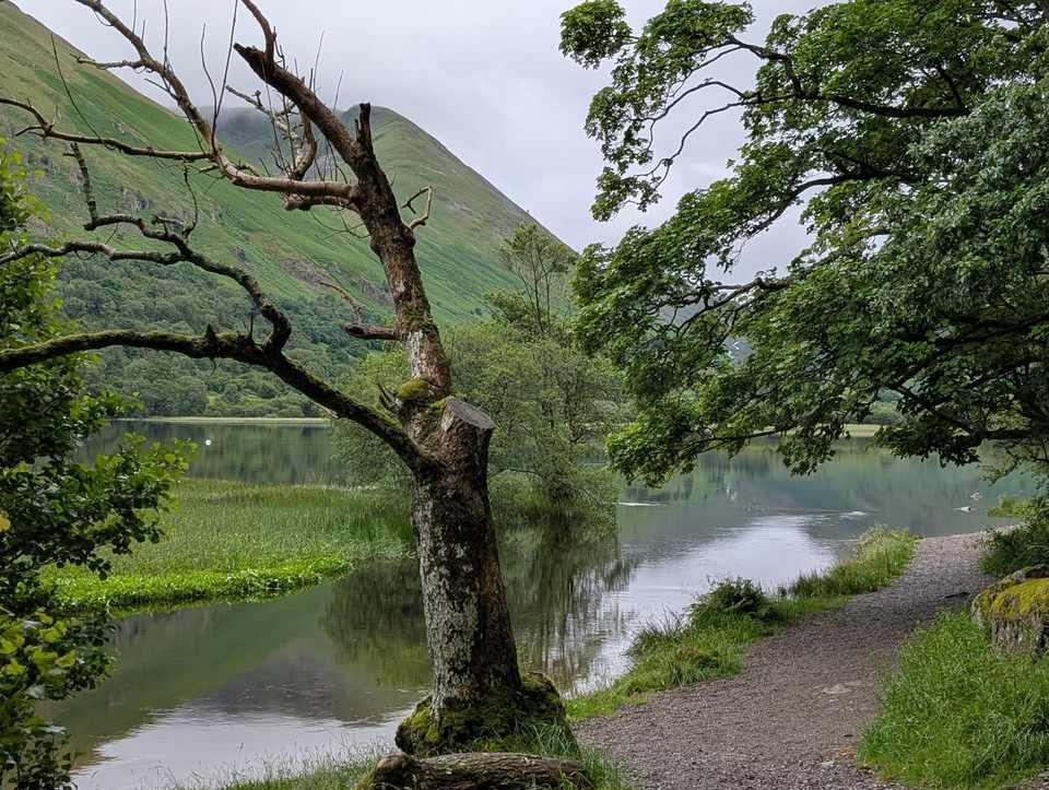 Brothers Water — a calm, reedy lake enclosed by steep green fellsides, with a bare leaning tree over the water beside the shore path