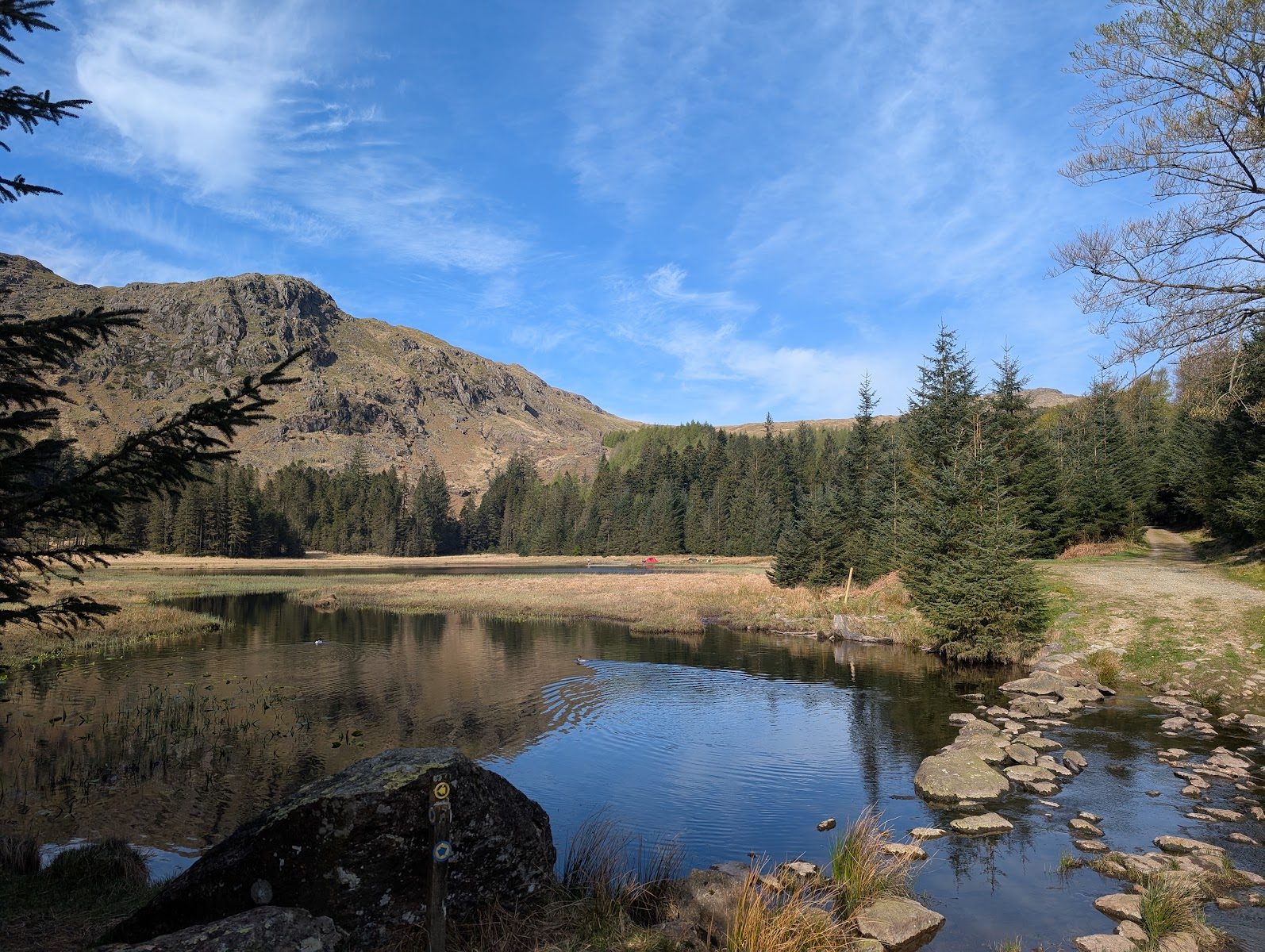 The reedy edge of Harrop Tarn with stepping stones along the path, conifer plantation around the water and a rocky fell rising behind under a bright blue sky