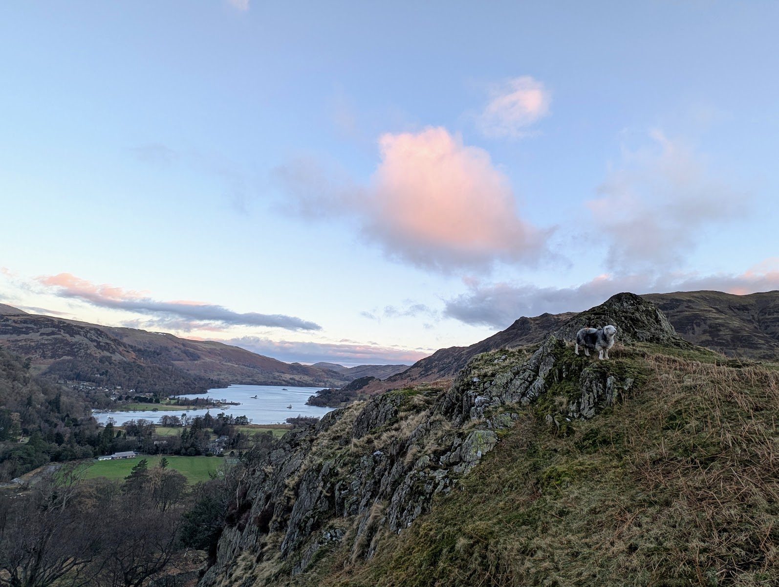 A Herdwick sheep on a craggy knoll above Patterdale, looking down on green fields and the head of Ullswater, with pink-tinged clouds over the fells