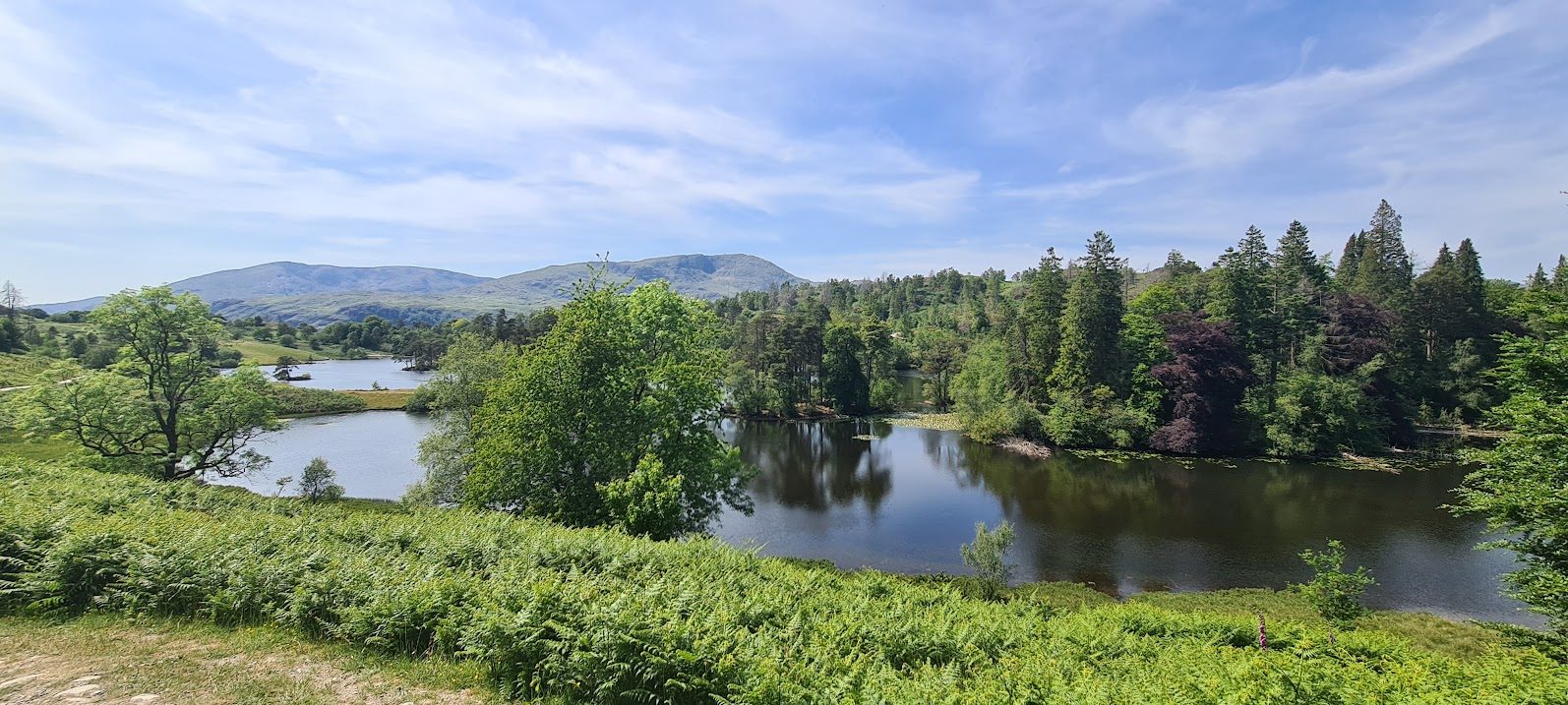Tarn Hows from the bracken above its shore, the wooded islands and inlets ringed by tall conifers, and a broad fell on the skyline under a hazy blue sky