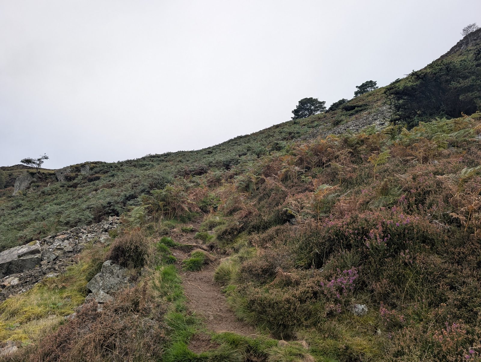 A narrow path climbing through heather and bracken below crags and scattered trees on the east side of Carrock Fell