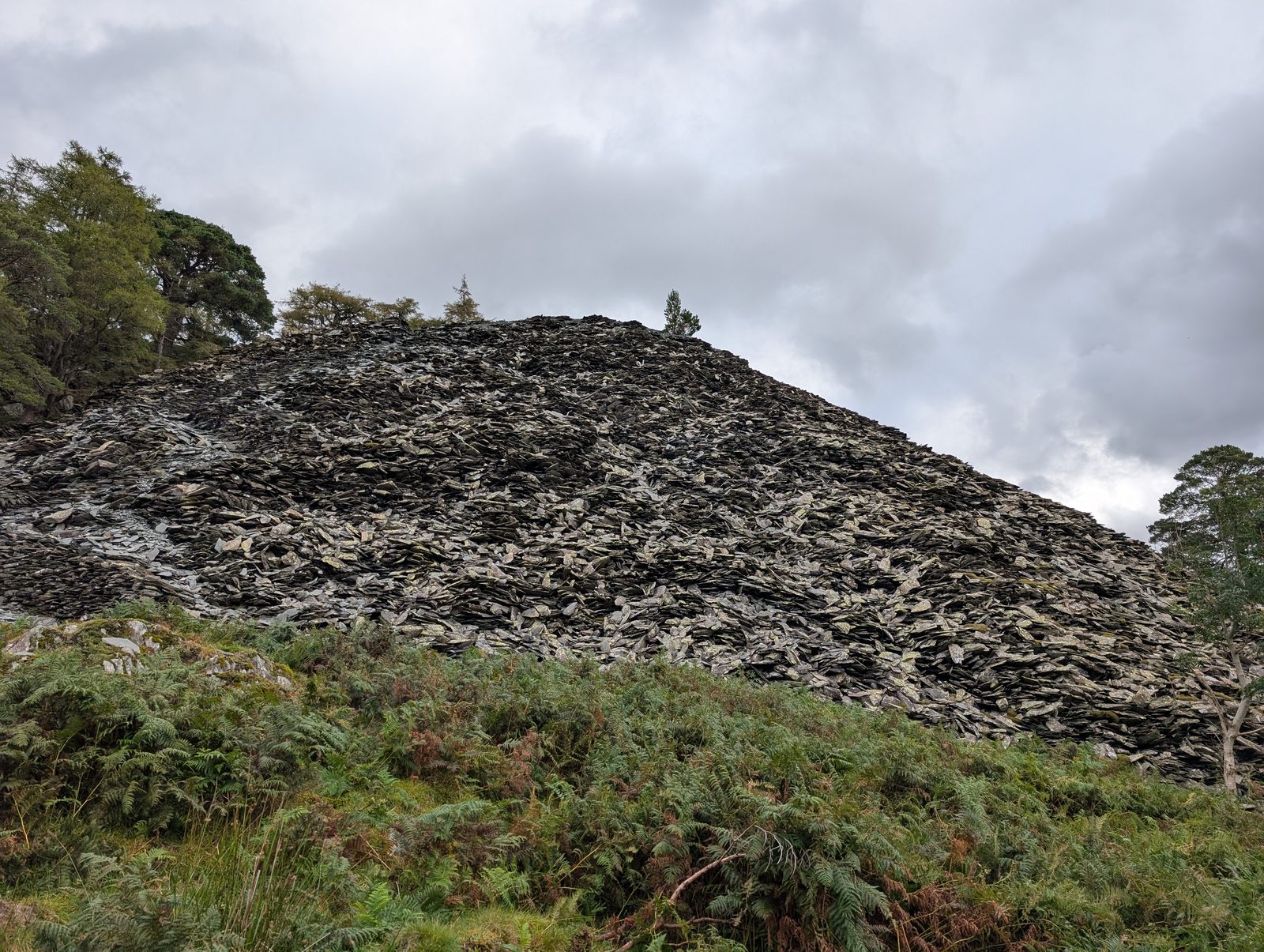 A vast tip of loose grey slate spilling down a hillside below trees, with bracken and rowan growing at its foot