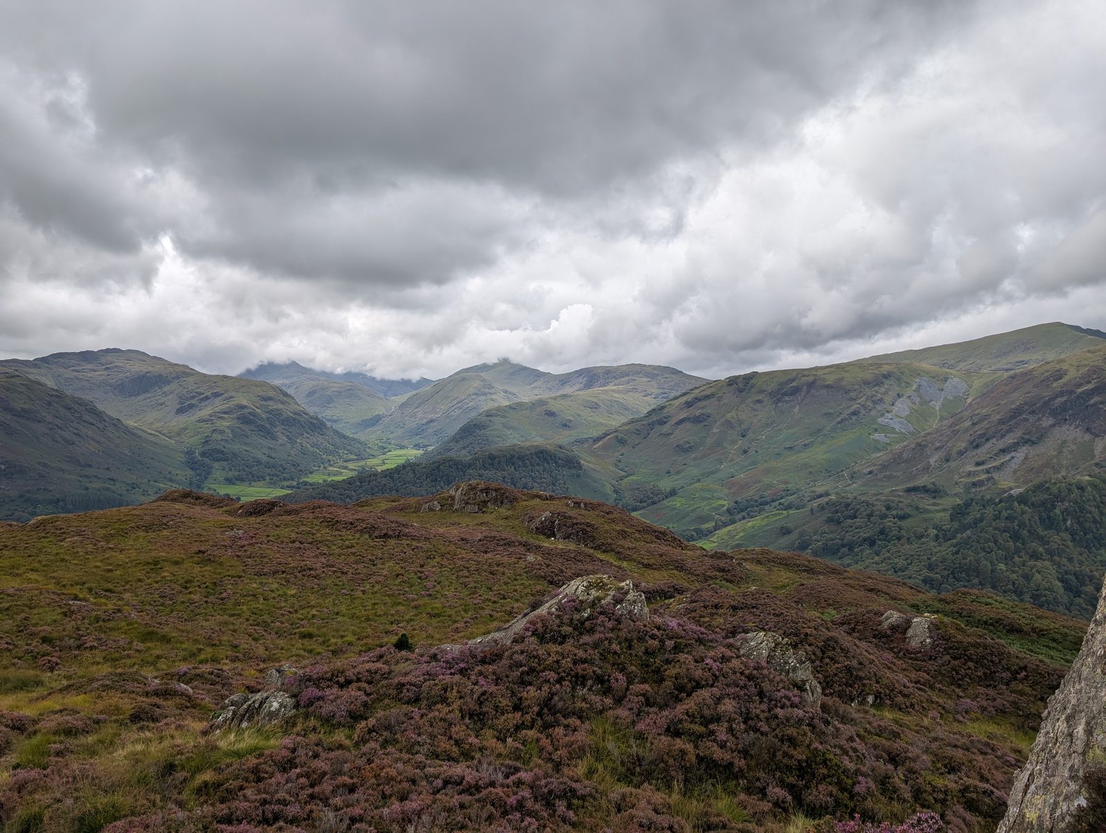 Deep purple heather on a rocky top, looking down a long green valley to farms and walls, with high fells ranged on either side