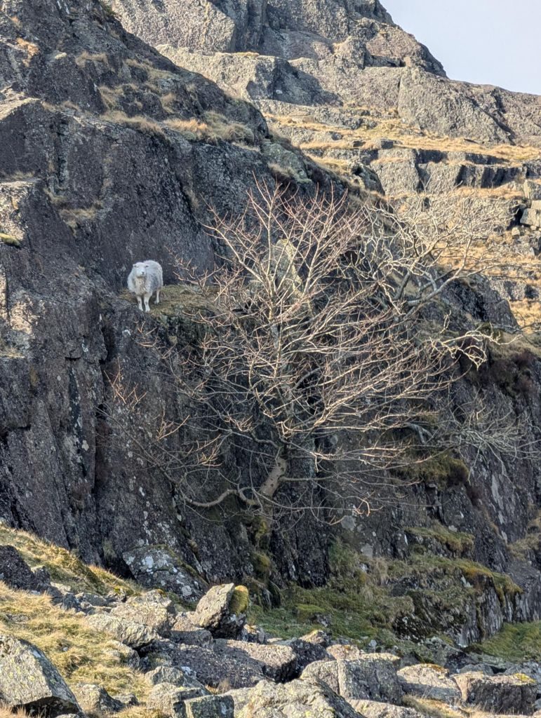 A single sheep standing on a narrow rock ledge beside a bare wind-shaped tree, with broken crag rising above and below