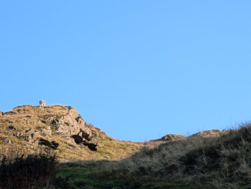 A single sheep standing on a rocky knoll against a clear blue sky, with dry grass and bracken on the fellside below in low evening light