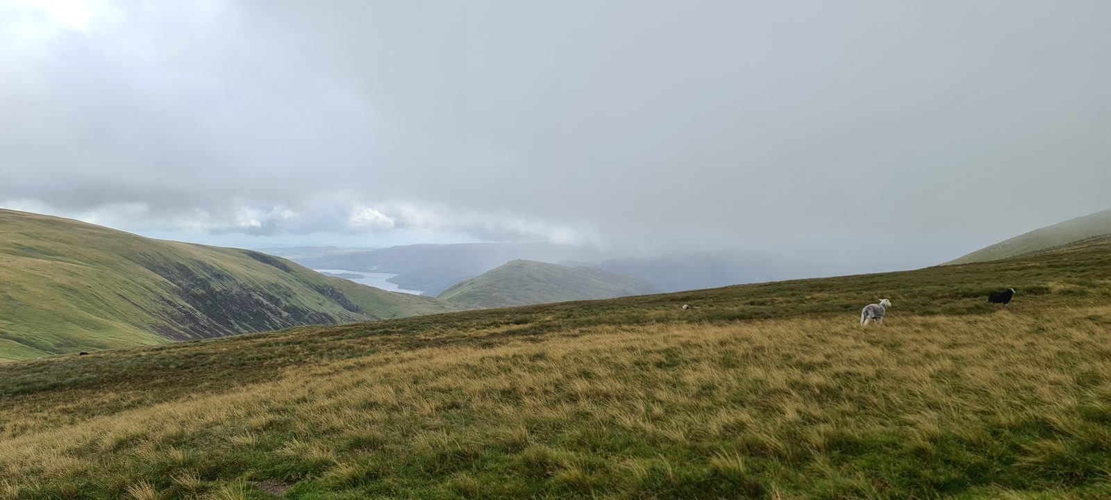 Sheep grazing on a wide sweep of moor grass, with a lake and dark fells just visible through low cloud in the distance