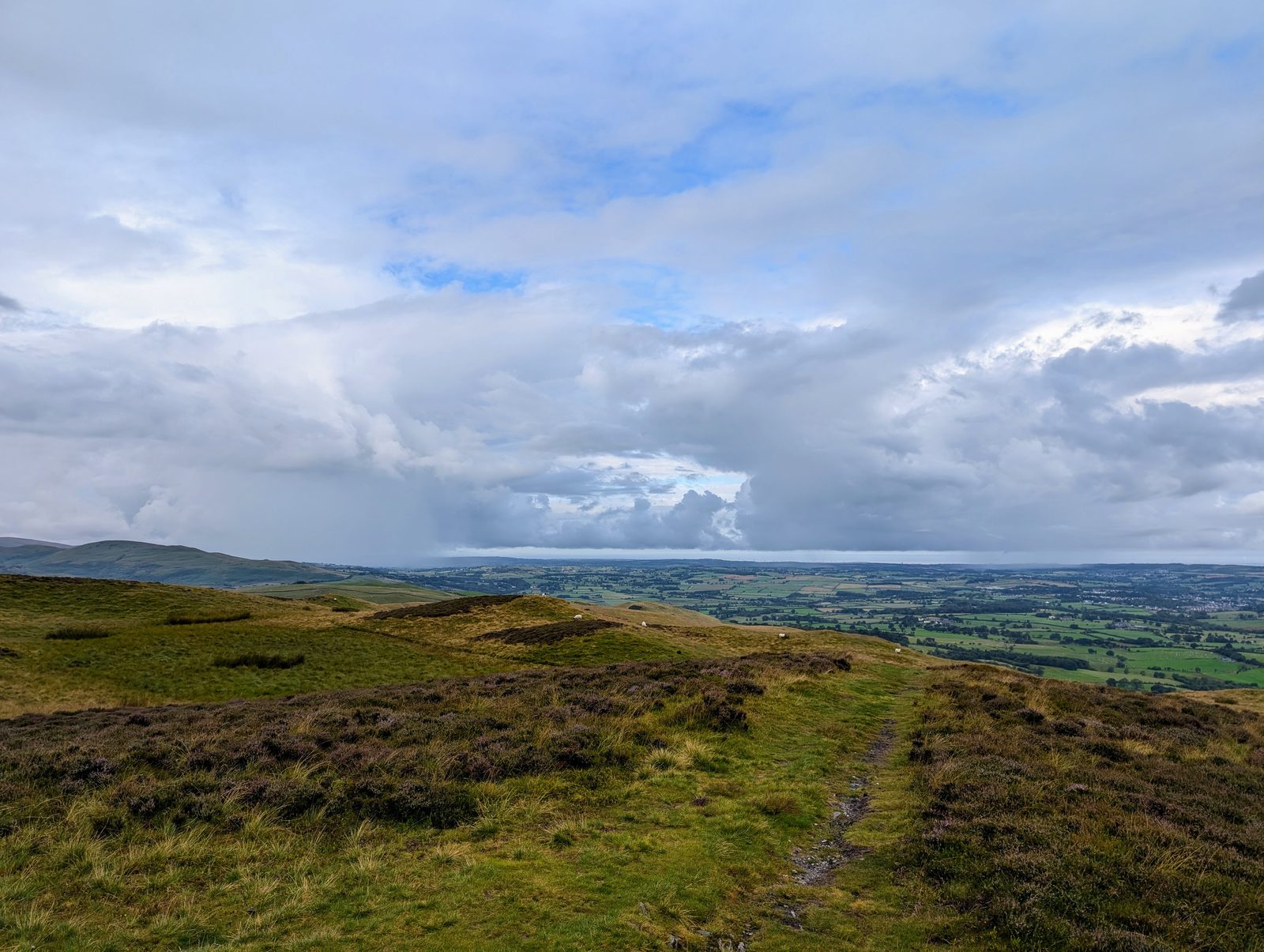 A thin path over the grass and heather of Ling Fell's top, sheep grazing, with the Solway plain and a rain squall out to sea beyond