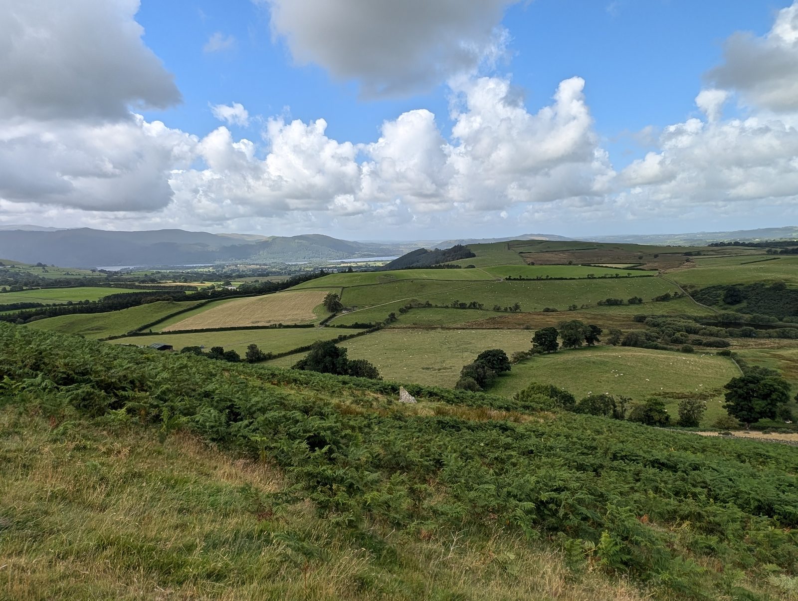 Deep bracken on the fell edge above a patchwork of walled pasture and woodland, with a lake and distant fells on the horizon