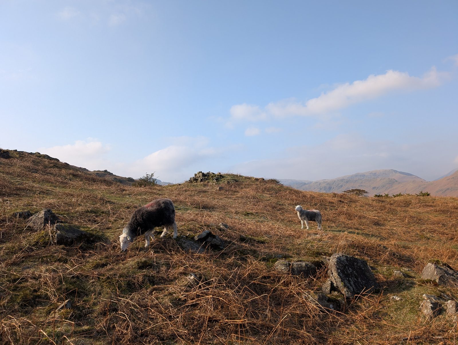 Two sheep on a bracken-strewn grassy top with rocky outcrops, and a long line of pale fells across the valley beyond